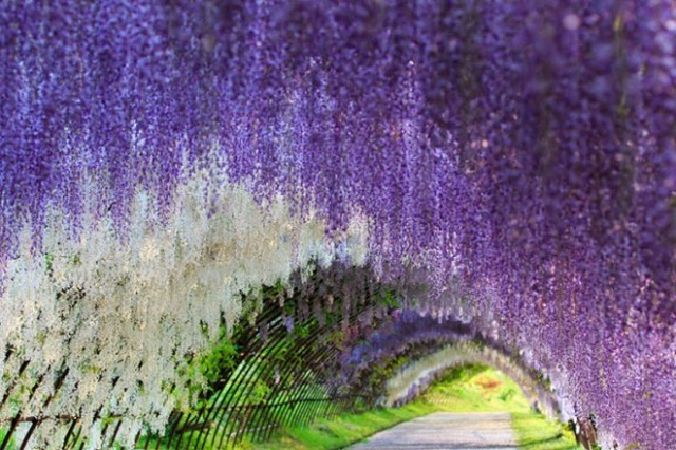 2. Đường hầm hoa đậu tía Wisteria Tunnel tại Nhật Bản
