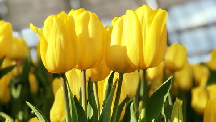 Hoa Tulip