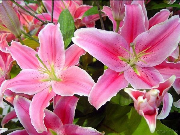 Hoa Lily
