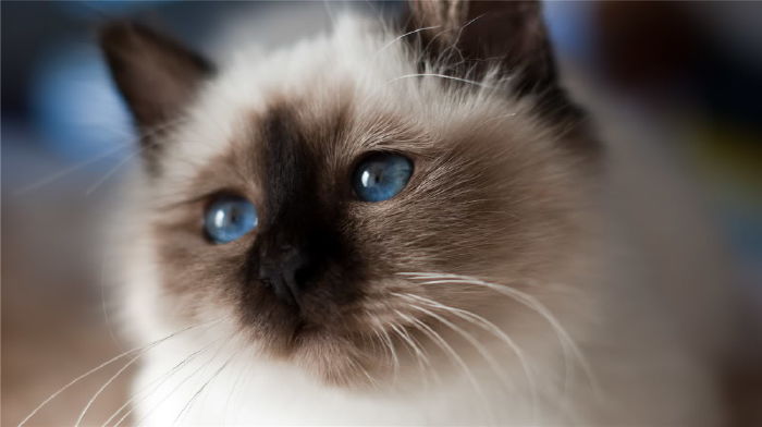Mèo Birman