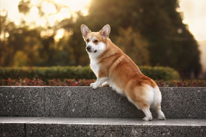 Chó Corgi