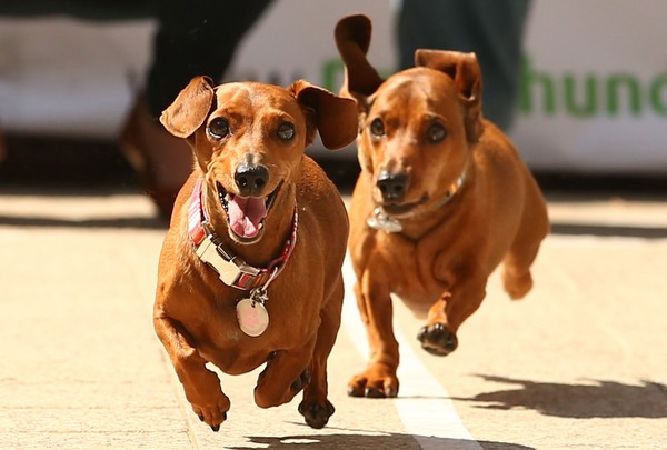 Chó Dachshund (Chó lạp xưởng)