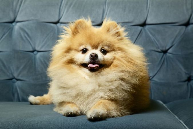 Chó Pomeranian (Chó Phốc Sóc, chó Pom)
