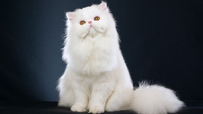 Mèo Ba Tư