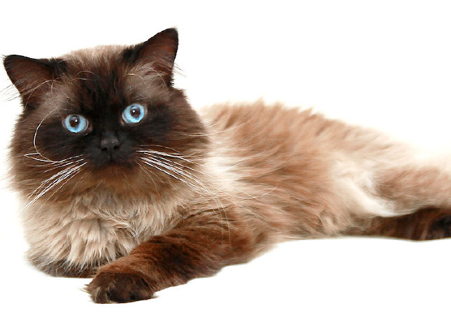 Mèo Himalayan