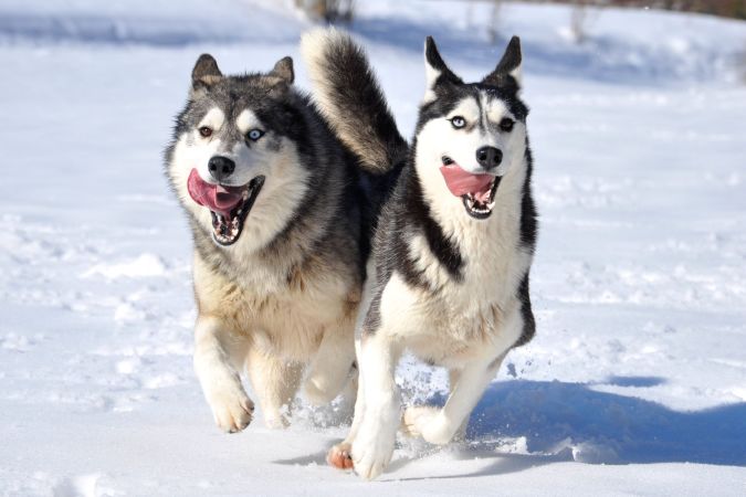 Chó Husky Siberian