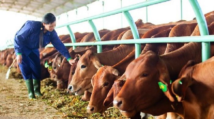 Chăn nuôi bò sinh sản