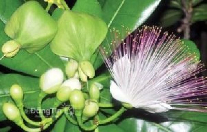 Bán Cây Bàng Vuông Từ Đảo Trường Sa
