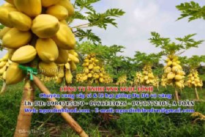 Cung Cấp Hạt Giống Đu Đủ Vỏ Vàng