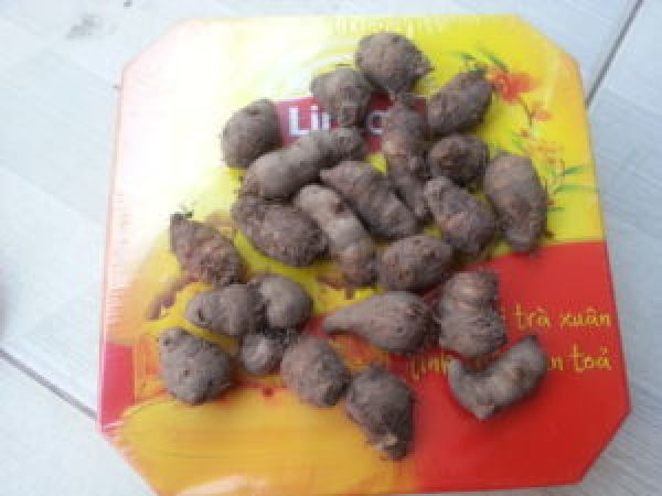 Giống Khoai Môn Chỉ Tím