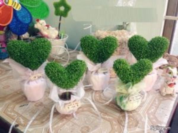 Cây Trái Tim Hay Cây Thanh Long Mini