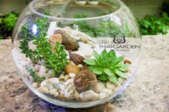 Chậu Thủy Tinh Sen Đá