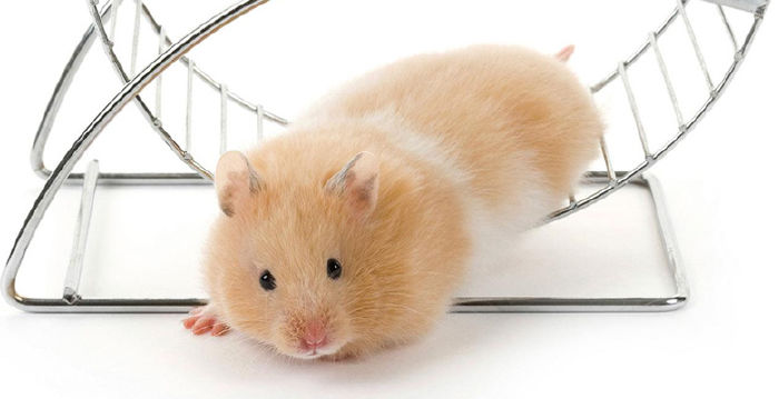 Chuột Hamster