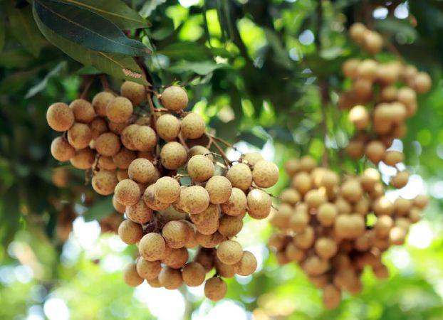 Nhãn Lồng Hưng Yên