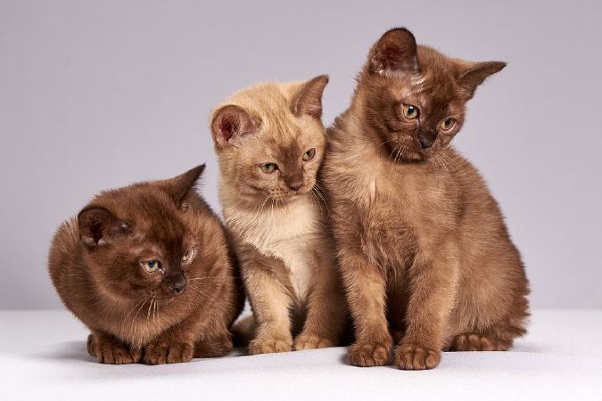 Cửa hàng PETCITY