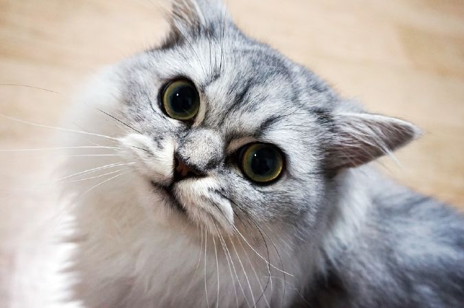 Cửa hàng Lolipet