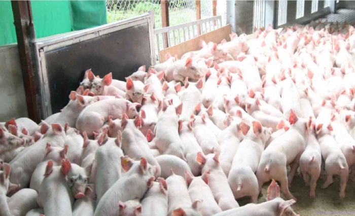 Nuôi lợn trên nhà cao tầng