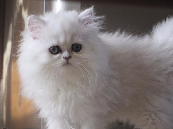 Tùng Lộc Pet