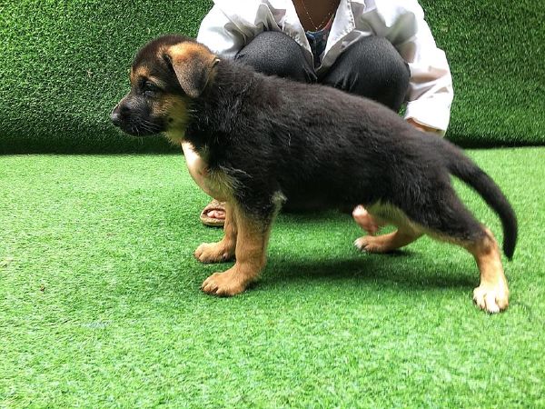 Trại chó Becgie Đức Hoàng Minh