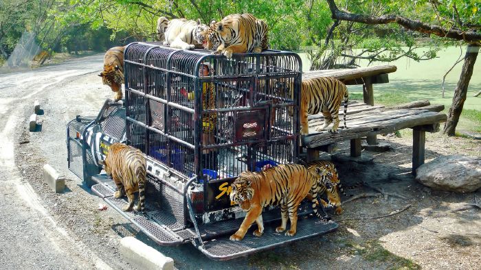 Sở thú Safari World