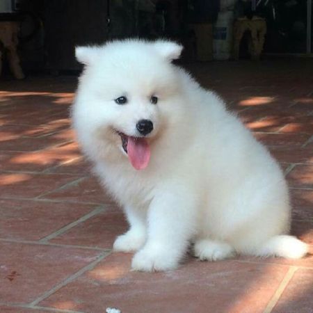 Dogily Petshop