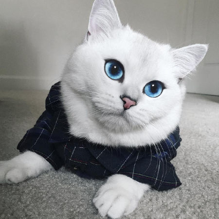 Petshop Miền Đất Hứa
