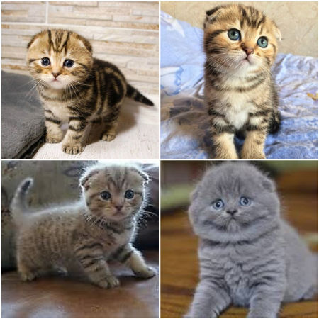 Thế giới thú cưng