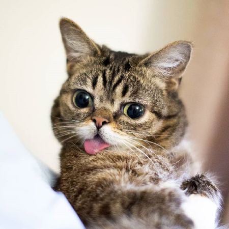 Petxinh.com