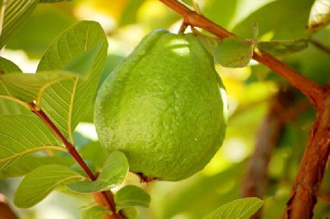 Cây ổi