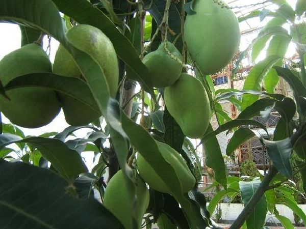 Cây xoài