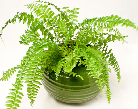 Cây dương xỉ