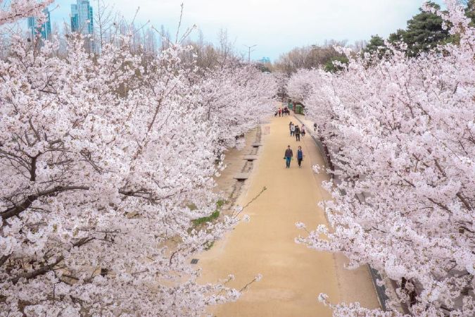 Công viên rừng Seoul