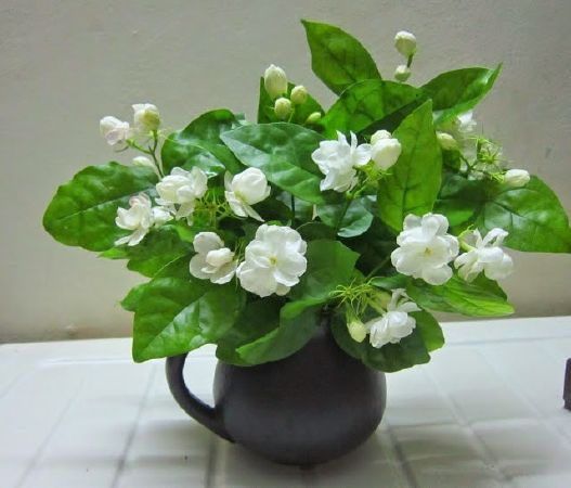 Hoa Nhài