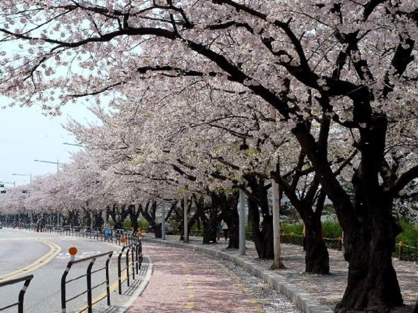 Công viên Yeouido