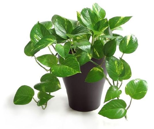 Cây trầu bà