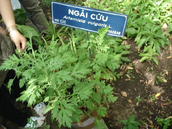 Ngải cứu