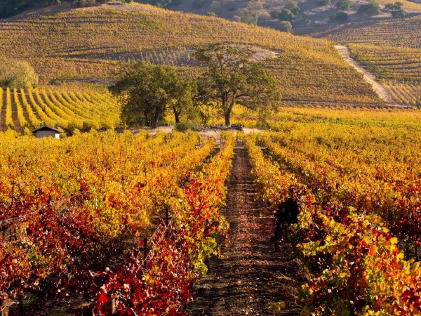 Thung lũng Napa, California