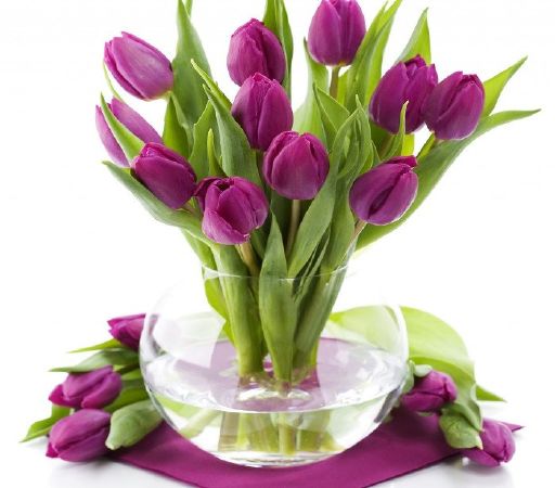 Hoa Tulip