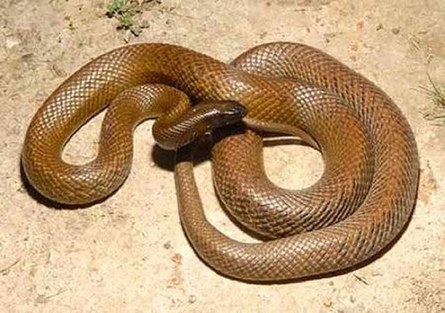 Rắn Taipan nội địa