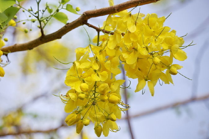 Hoa bò cạp vàng