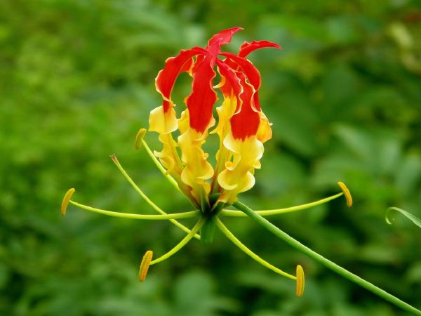 Hoa ngoắt nghẻo