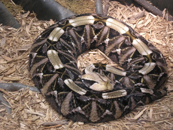 Rắn hổ lục