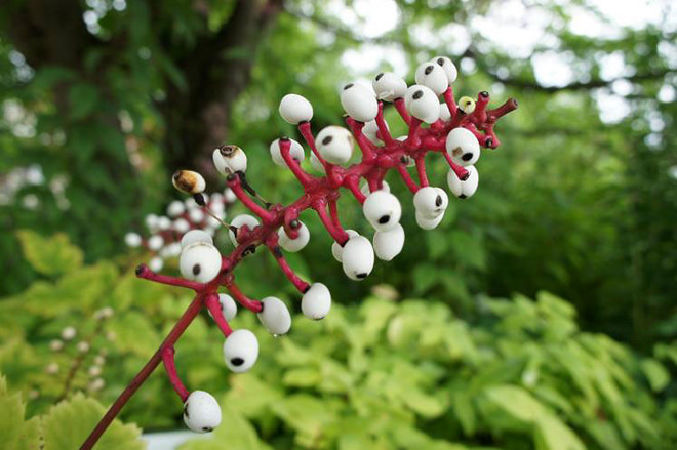 Hoa Baneberry trắng