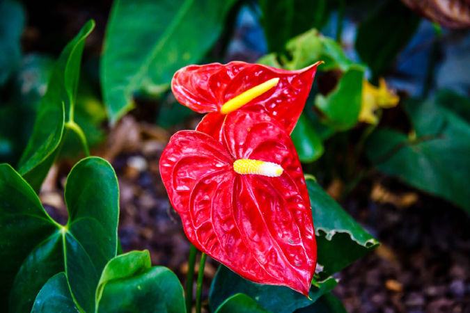 Hoa hồng môn