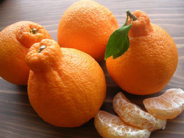 Cam Dekopon Citrus