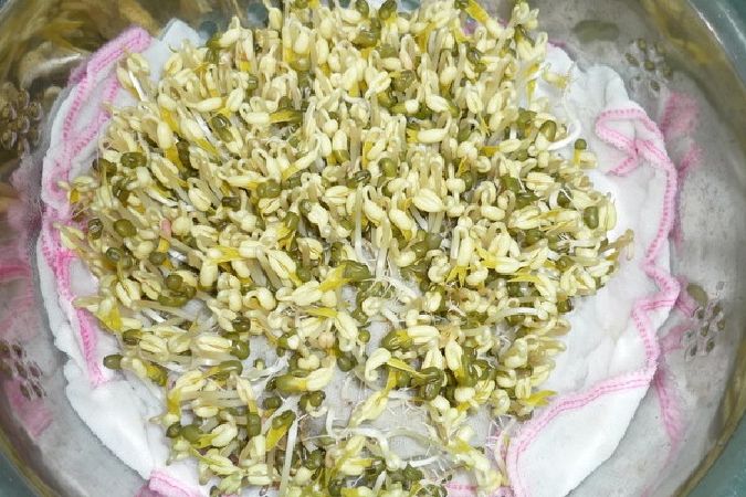Cách làm giá đỗ bằng khăn