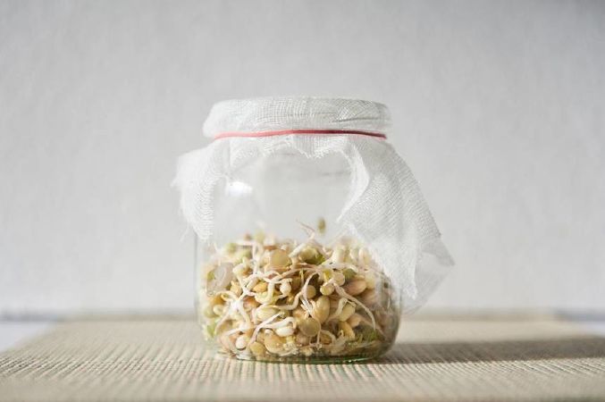 Cách làm giá đỗ bằng lọ thủy tinh