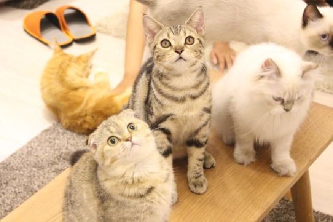 ICHI Cat Café