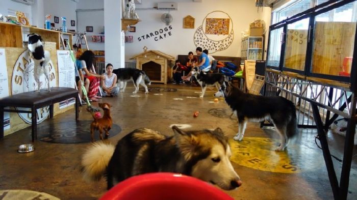 Stardog Café