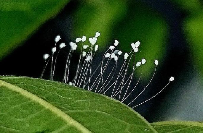 Hoa Ưu Đàm Bà La